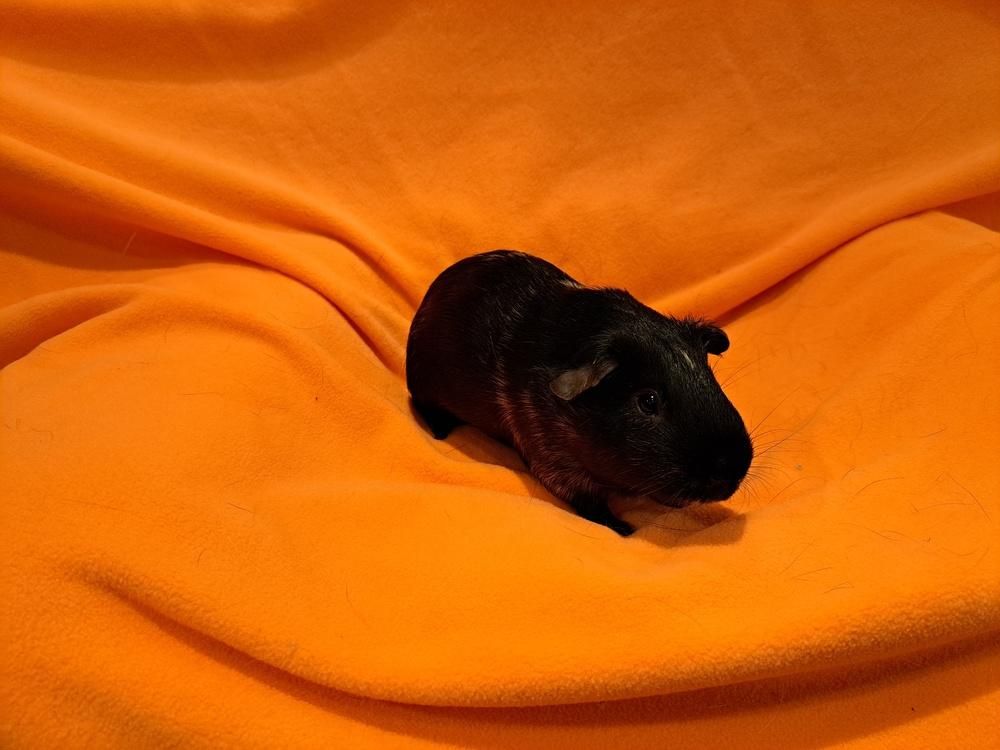 Enlarge Wallace and Gromit, a Adoptable mixed breed in South Bend, IN image 5/5