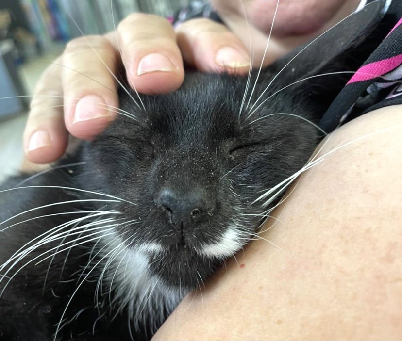 Mr. Wiskers photo 3