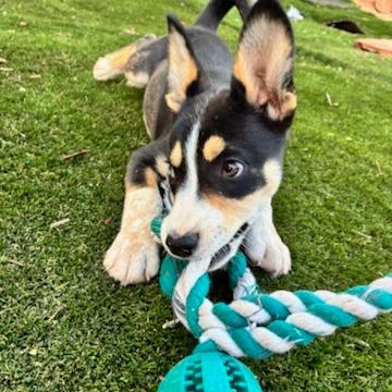 Sadie, Adoptable, Puppy Female Husky.