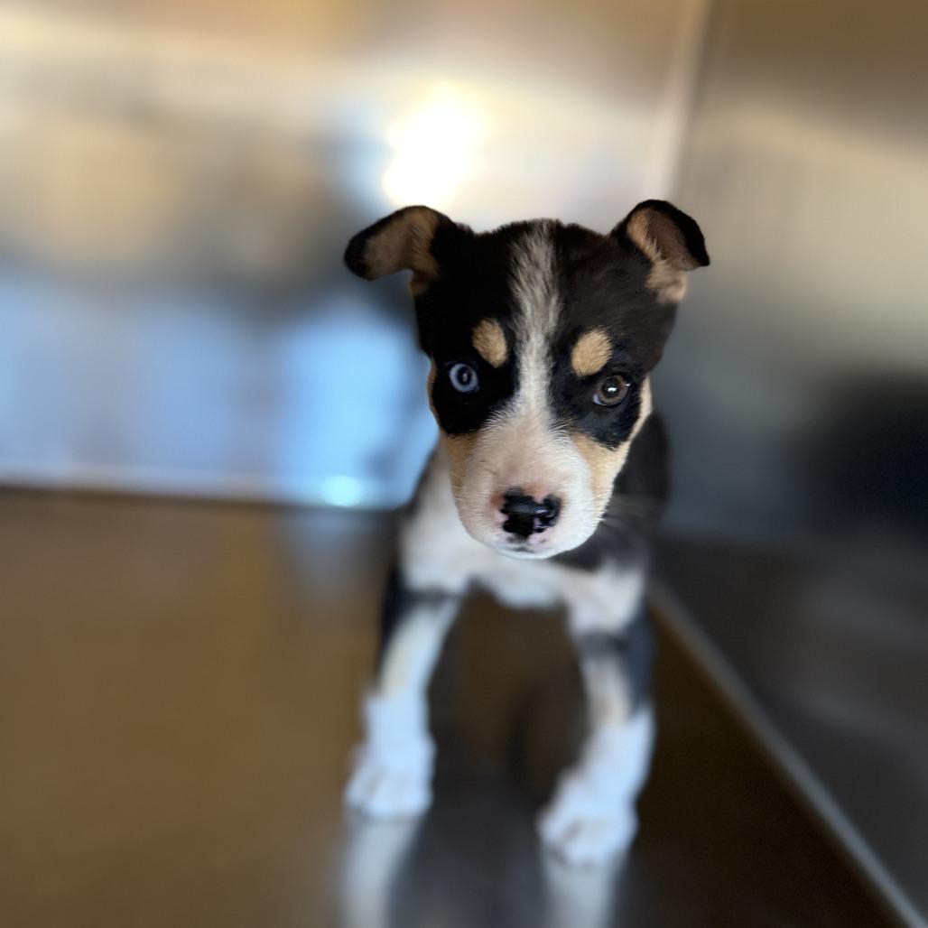 Sadie, a Adoptable Husky in Tuba City, AZ image 2/6