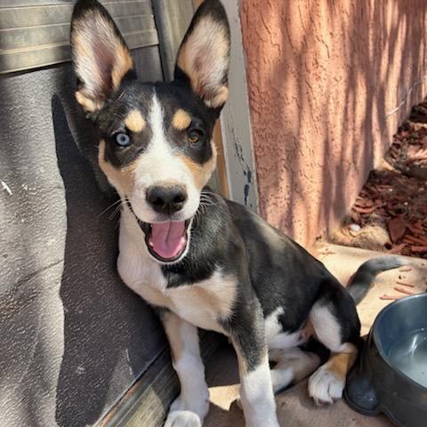 Sadie, a Adoptable Husky in Tuba City, AZ image 3/6