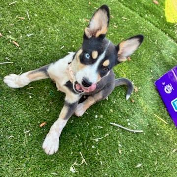 Sadie, a Adoptable Husky in Tuba City, AZ image 4/6