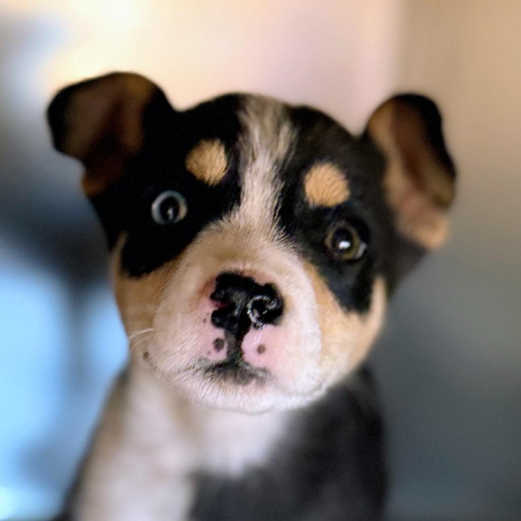Sadie, a Adoptable Husky in Tuba City, AZ image 5/6