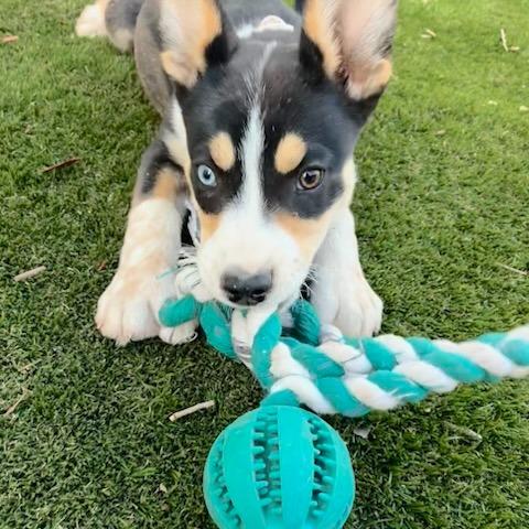 Sadie, a Adoptable Husky in Tuba City, AZ image 6/6