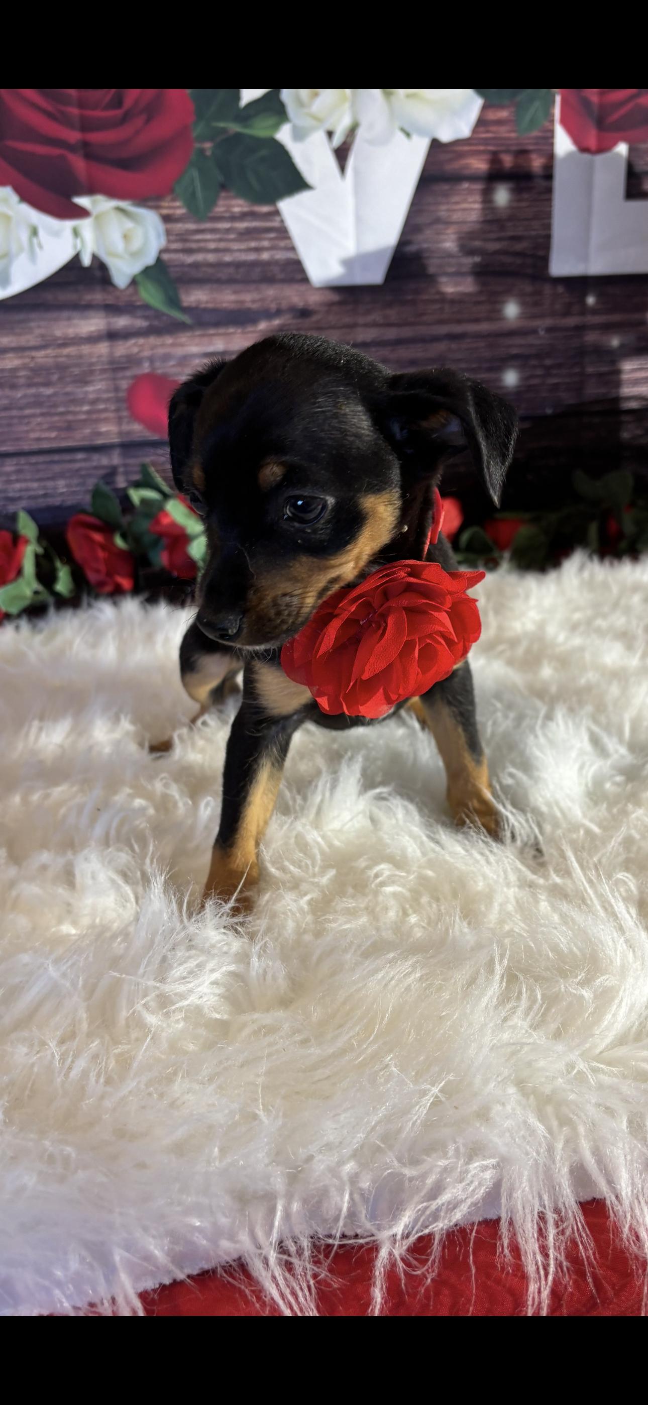 Enlarge Nala, a ADOPTABLE mixed breed in Cottonwood, CA image 5/5