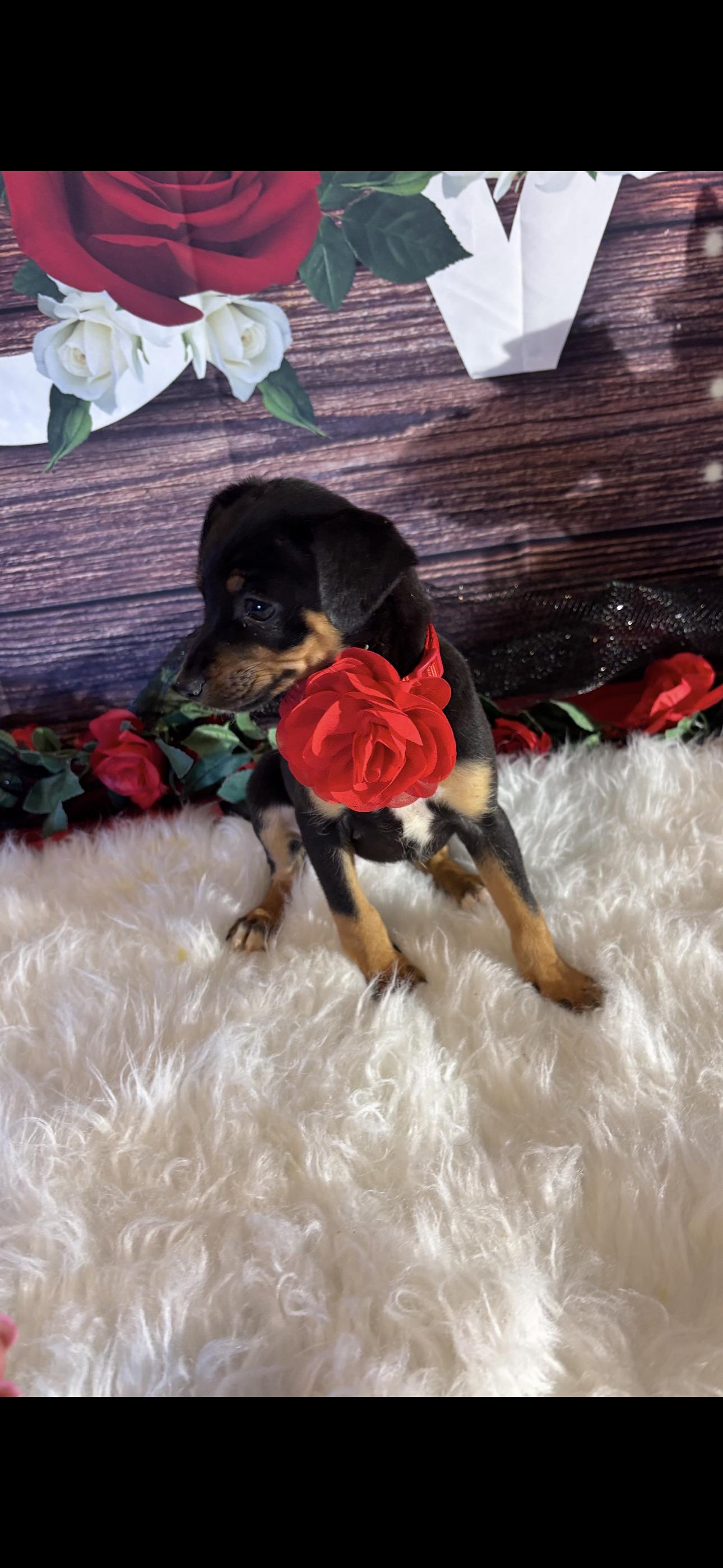 Enlarge Nala, a ADOPTABLE mixed breed in Cottonwood, CA image 1/5