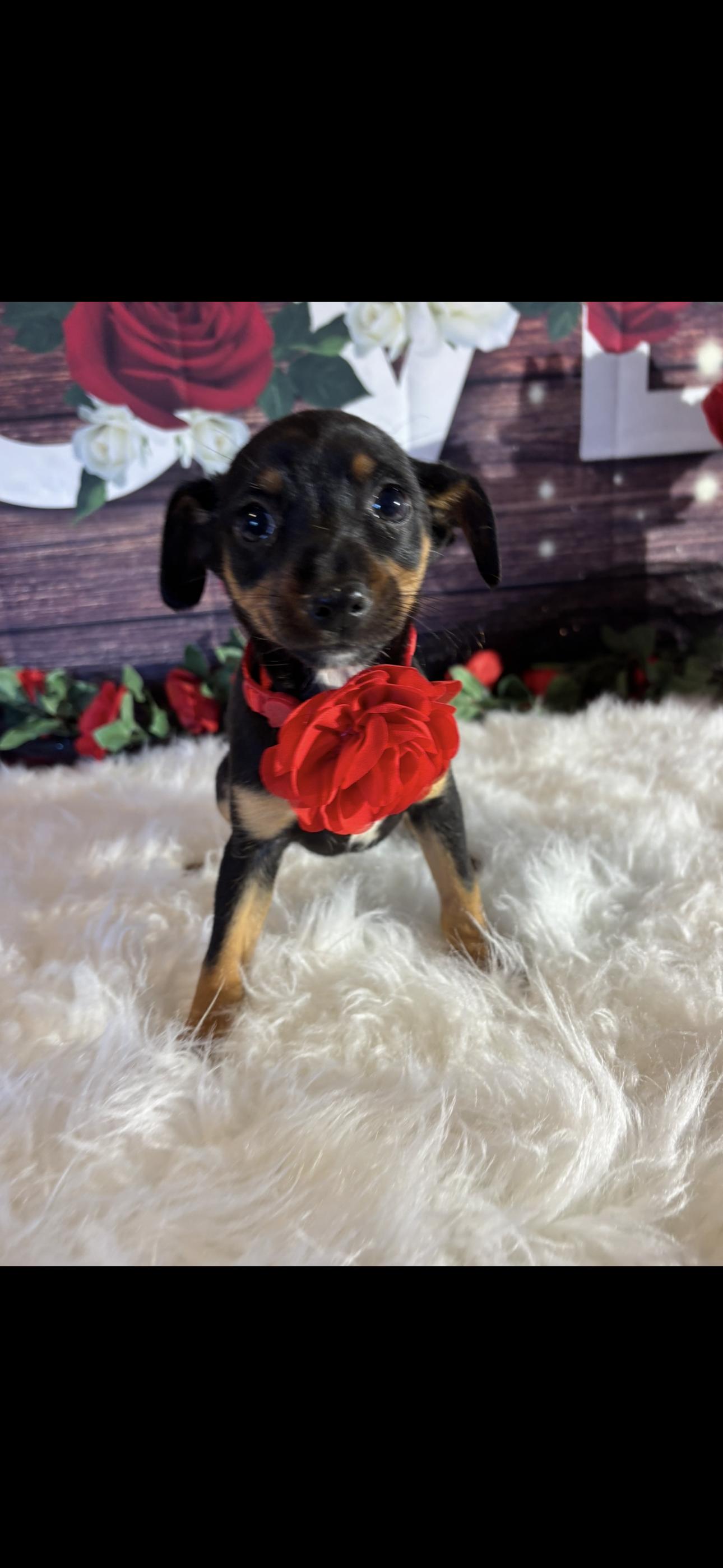 Enlarge Nala, a ADOPTABLE mixed breed in Cottonwood, CA image 3/5