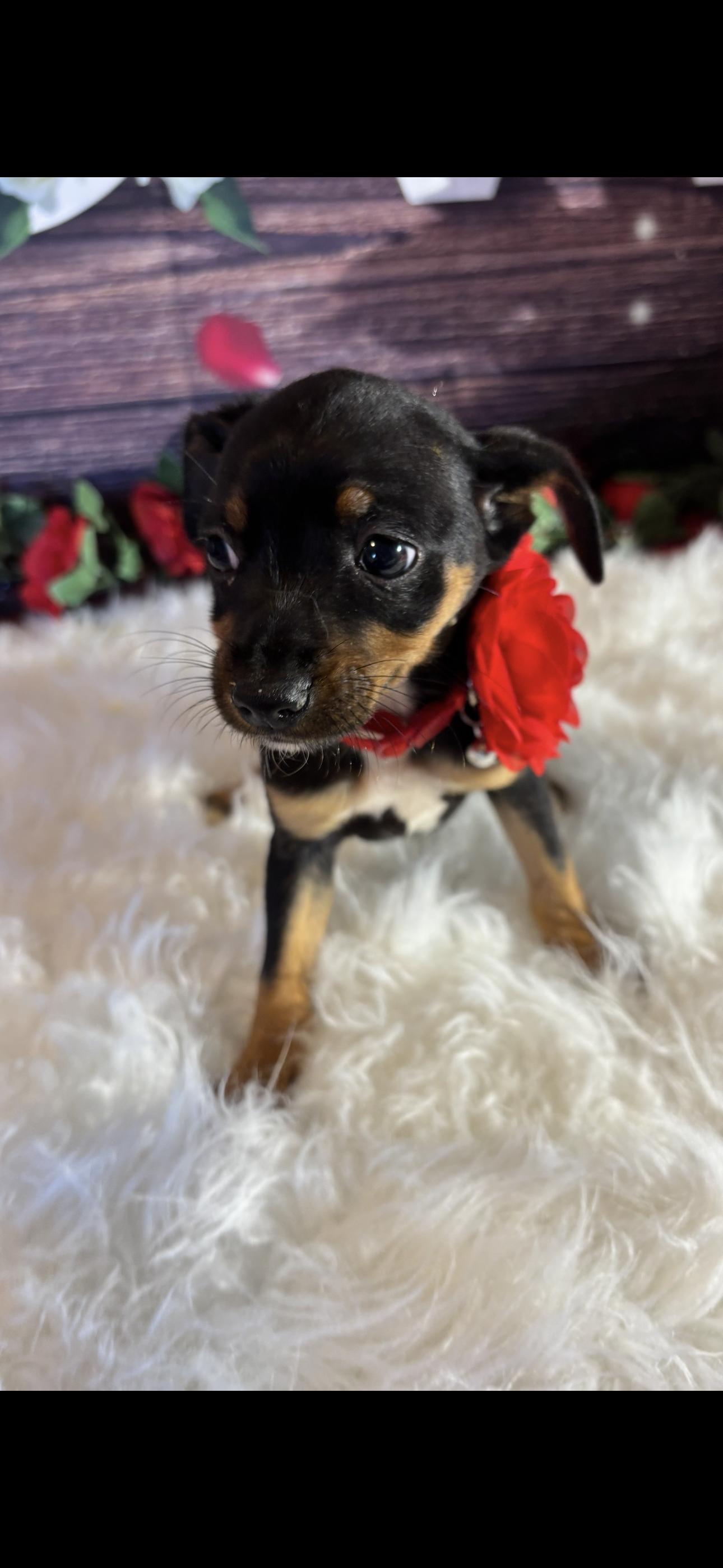 Enlarge Nala, a ADOPTABLE mixed breed in Cottonwood, CA image 2/5