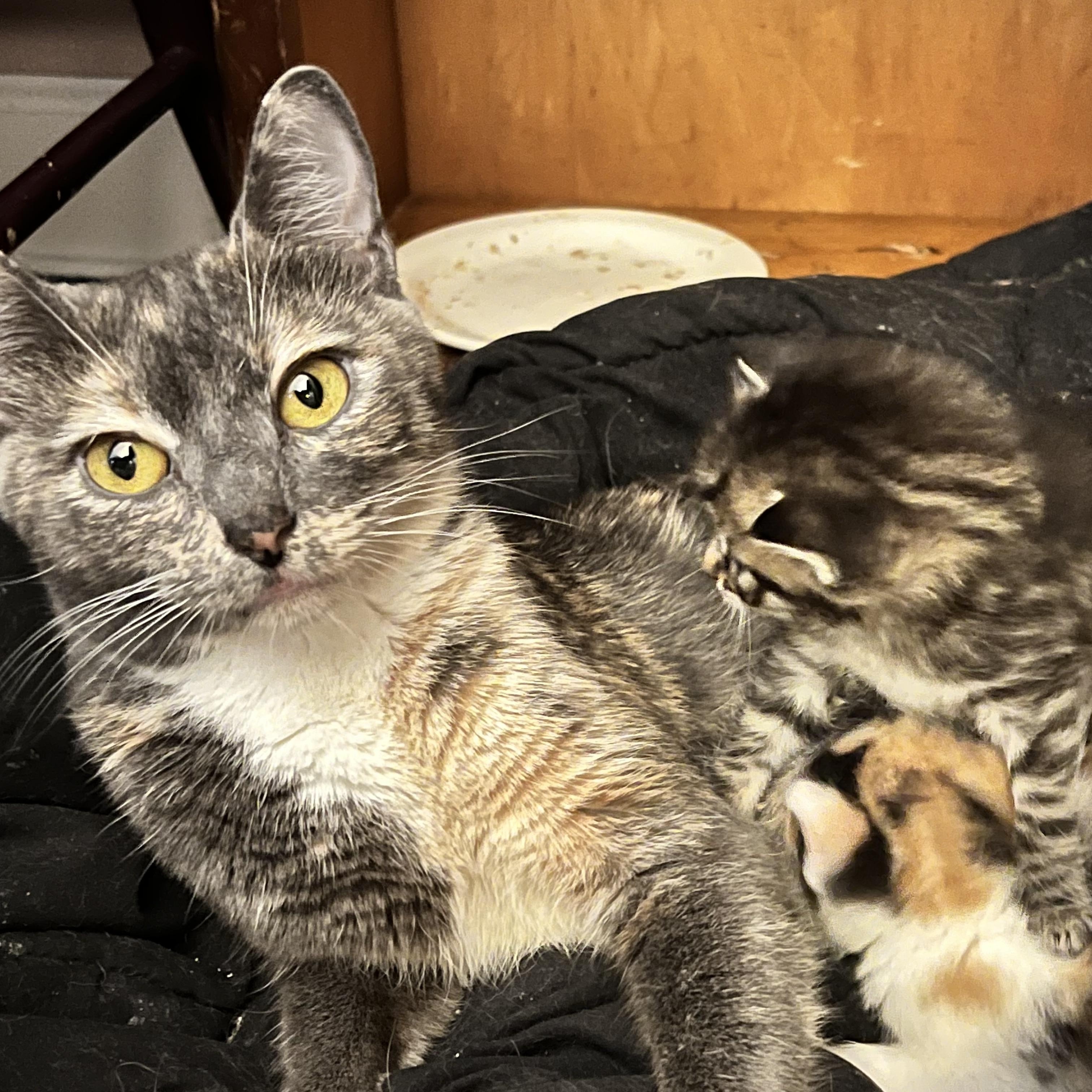 Enlarge Katherine (Kitty), an adopted Dilute Tortoiseshell in east rochester, NY image 2/3