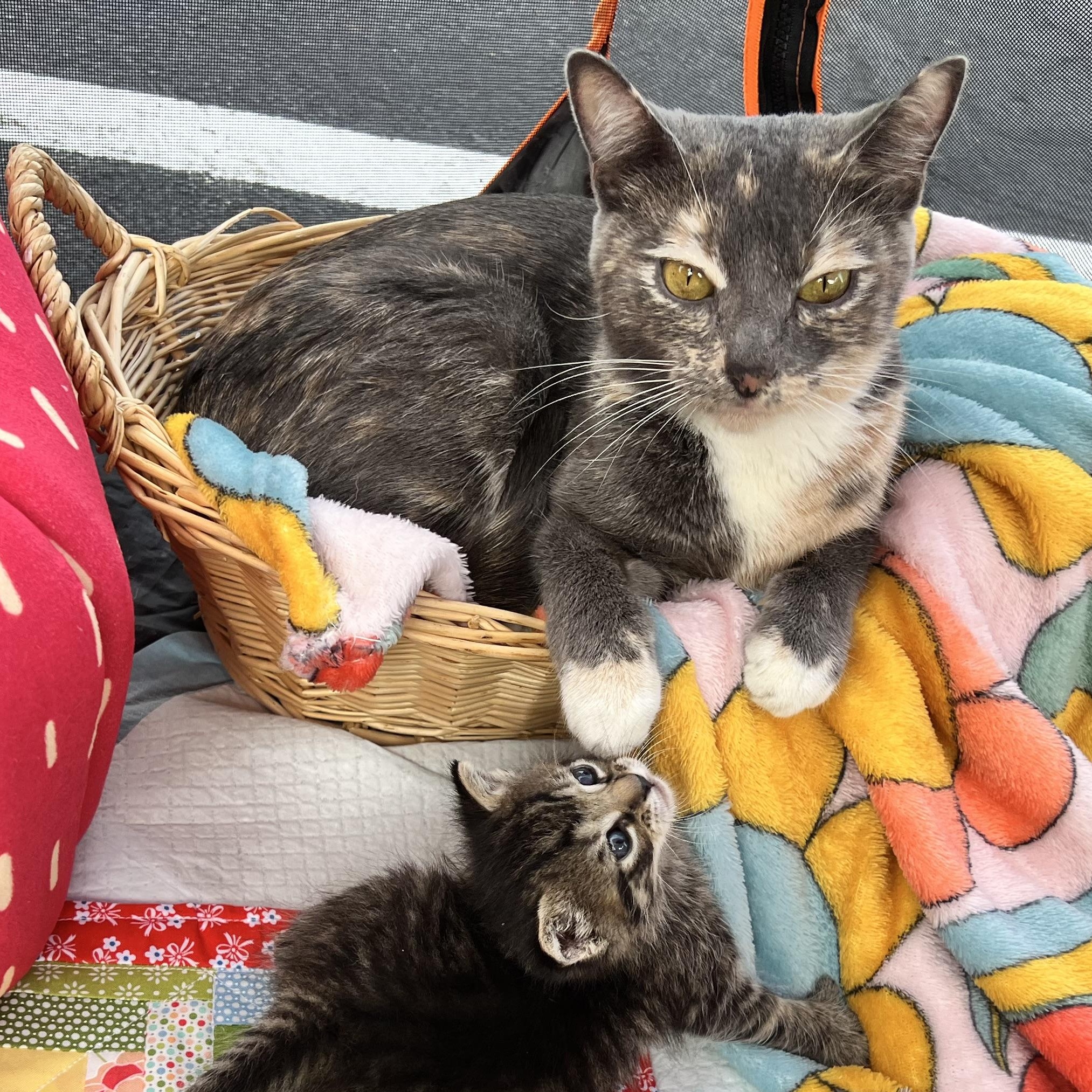 Enlarge Katherine (Kitty), an adopted Dilute Tortoiseshell in east rochester, NY image 3/3