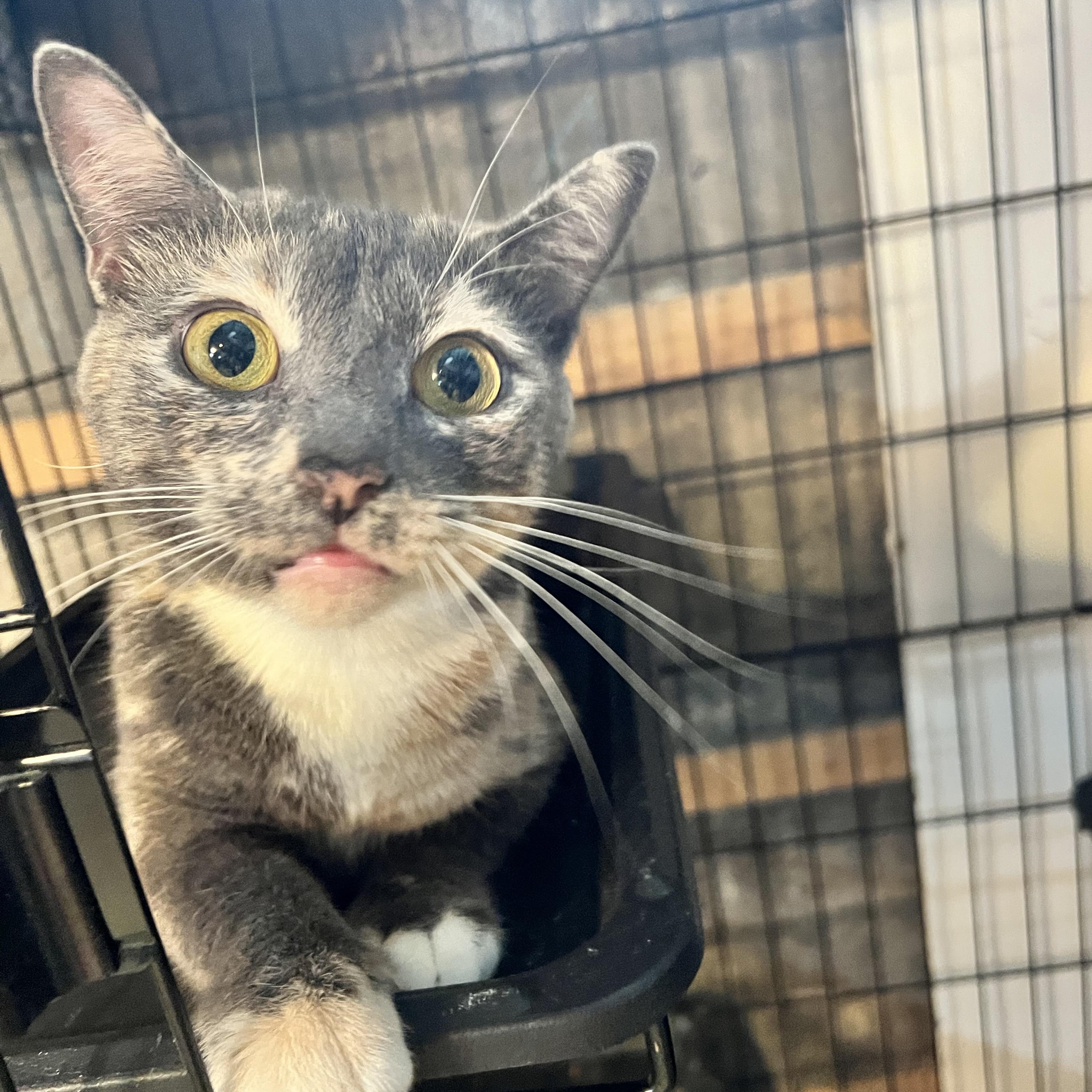 Katherine (Kitty), adopted, Young Female Dilute Tortoiseshell.