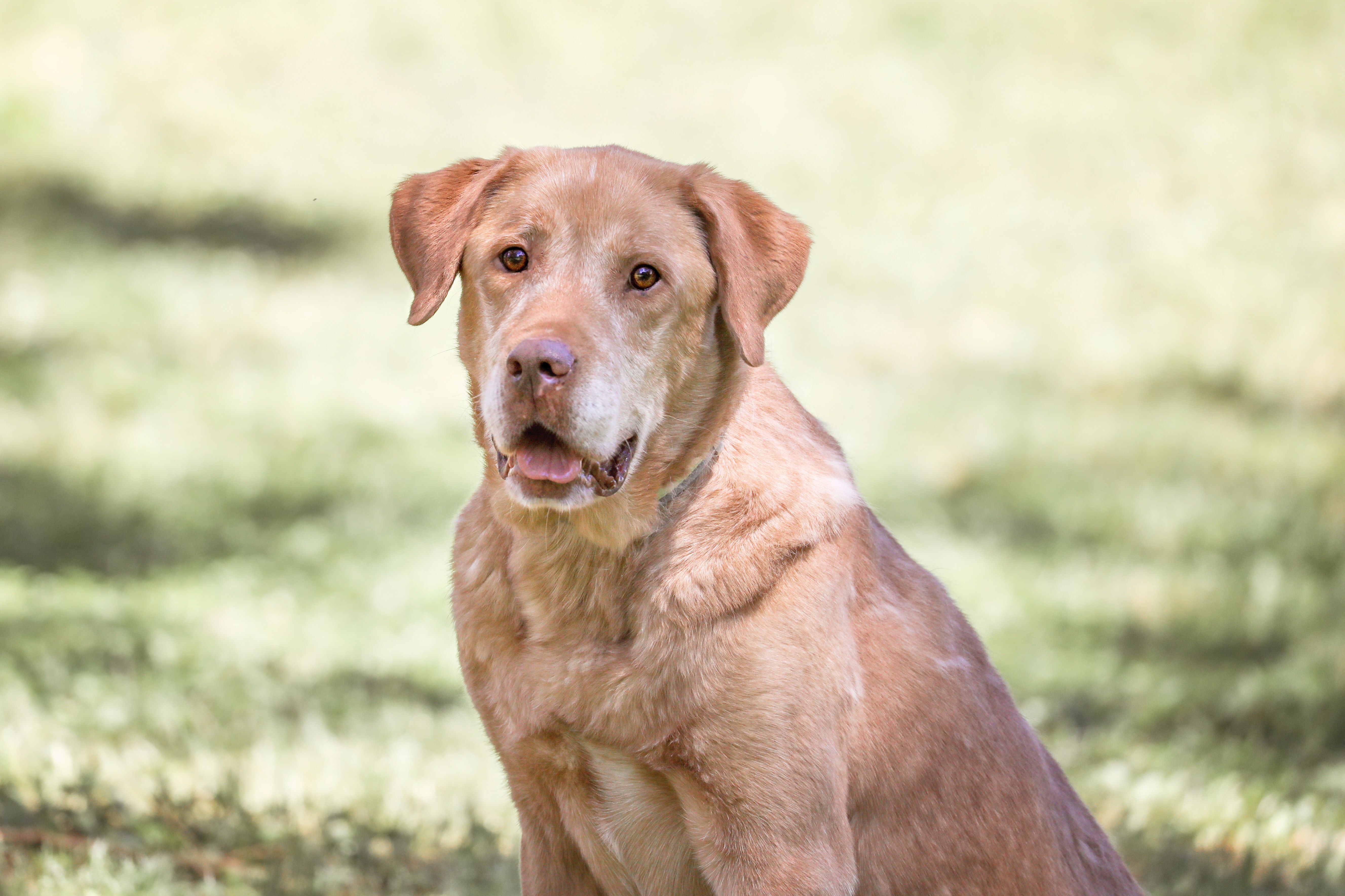 Enlarge Ryder, a Adoptable mixed breed in Camp Hill, AL image 1/6