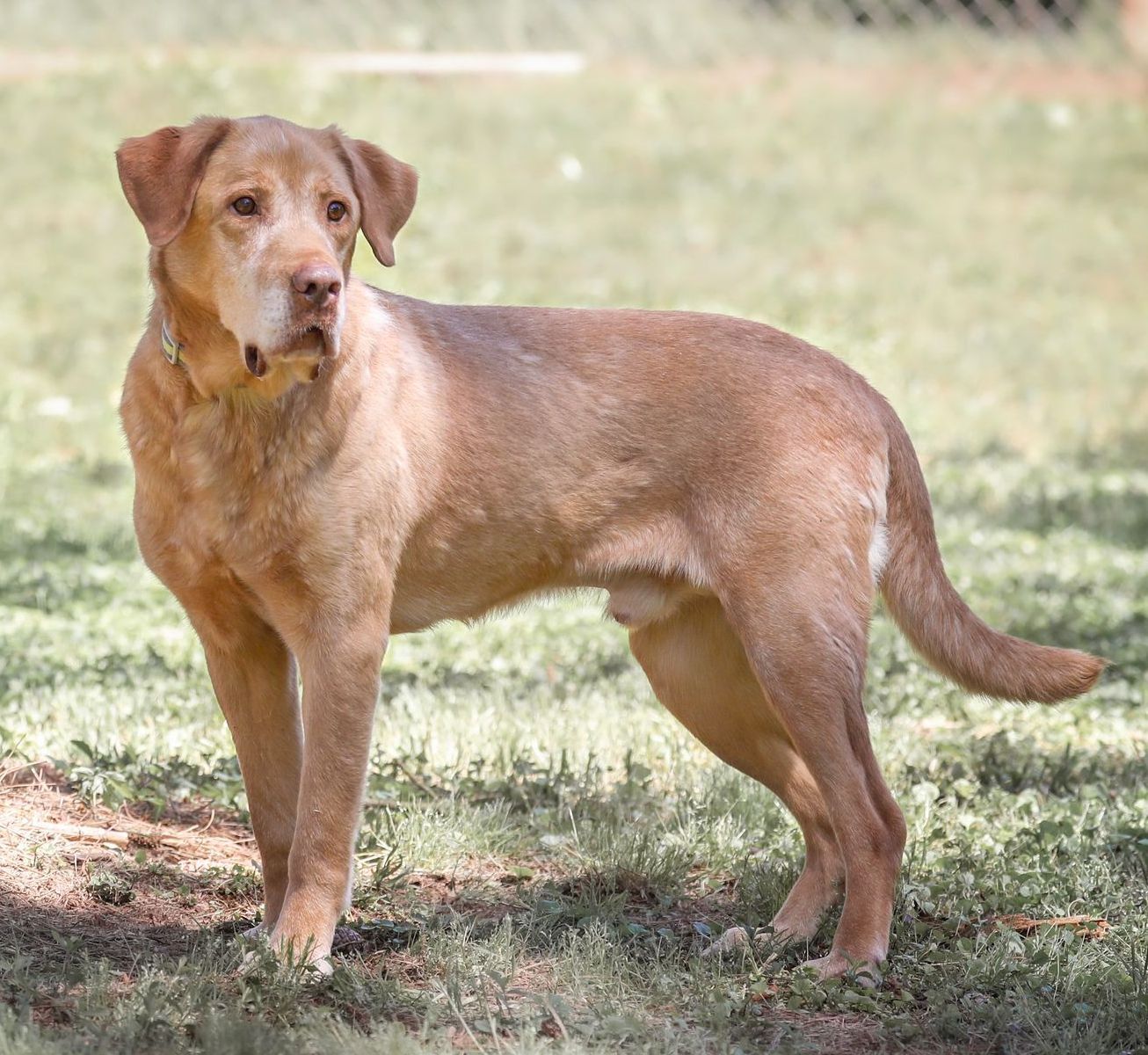 Enlarge Ryder, a Adoptable mixed breed in Camp Hill, AL image 4/6