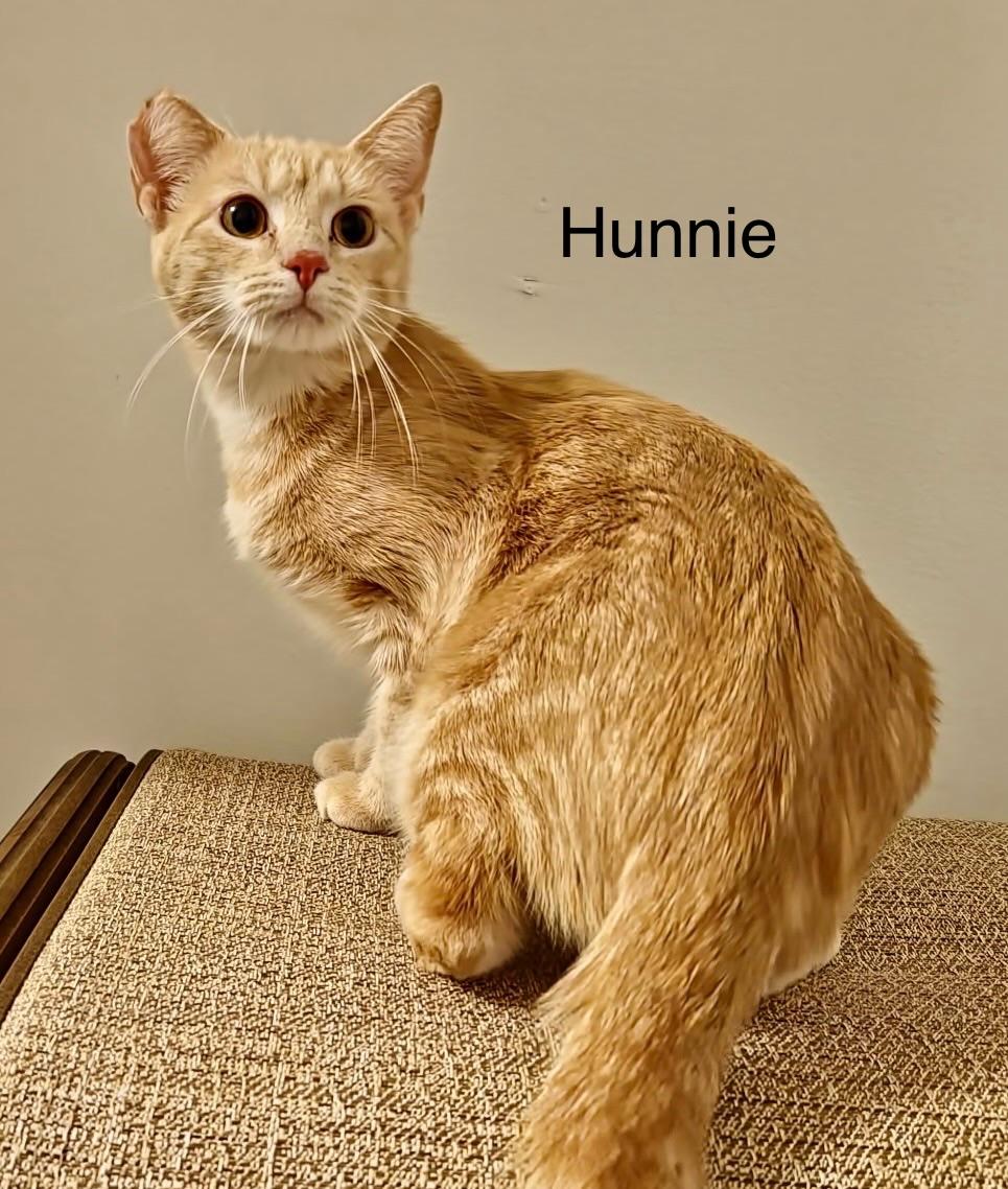 Hunnie, adoptable, Young Female Domestic Short Hair.