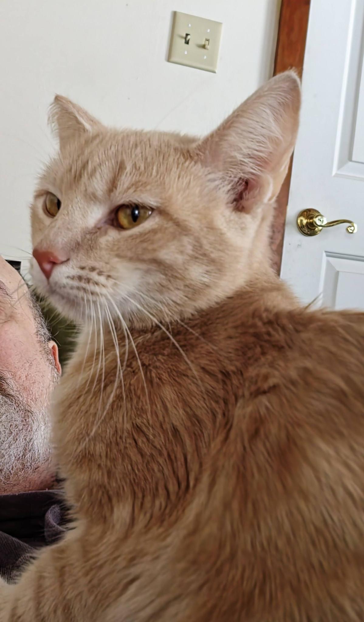 Enlarge Hunnie, an adoptable Domestic Short Hair in Delmar, NY image 2/2