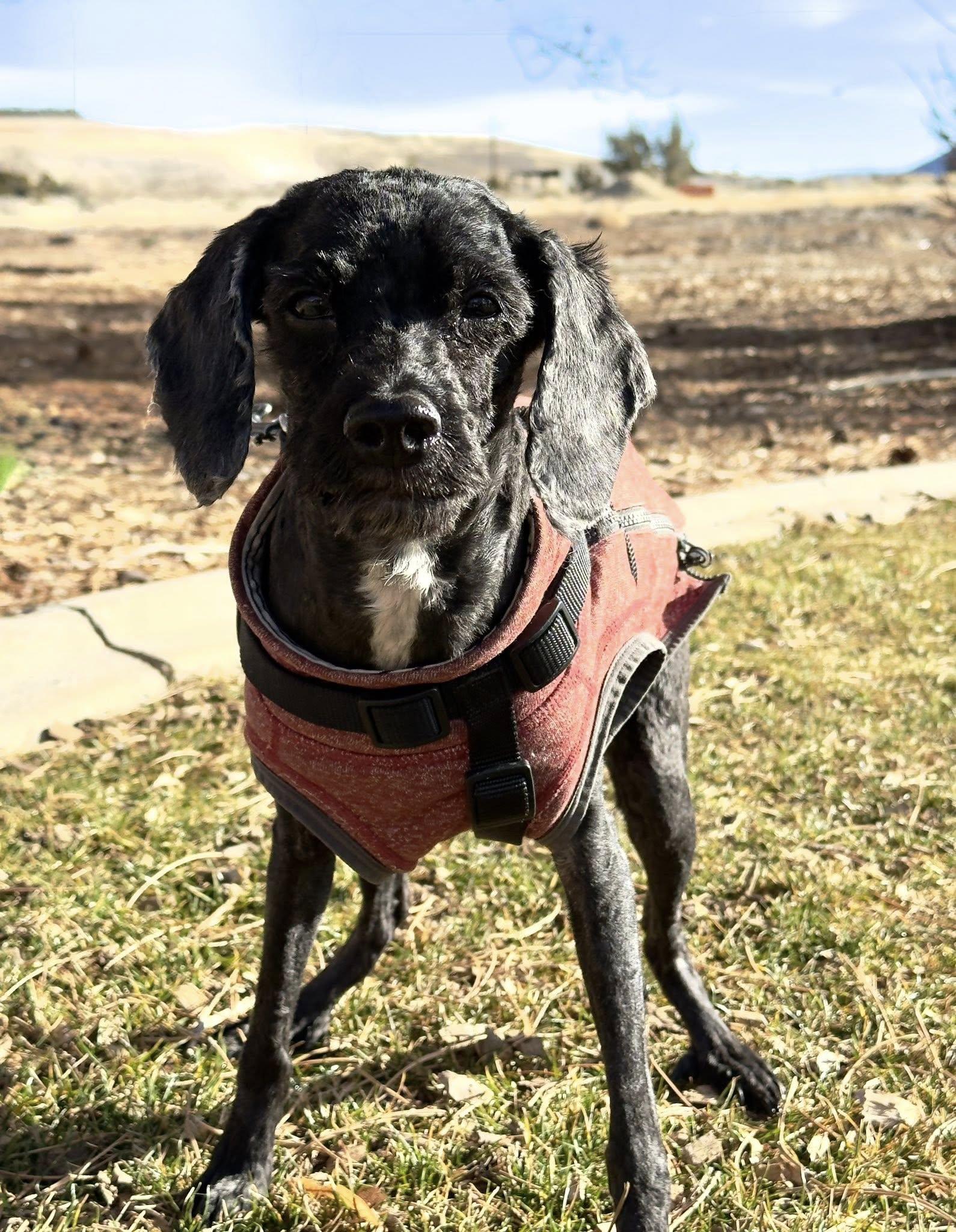 Enlarge Iggy, an adopted Cockapoo in Gardnerville, NV image 1/1