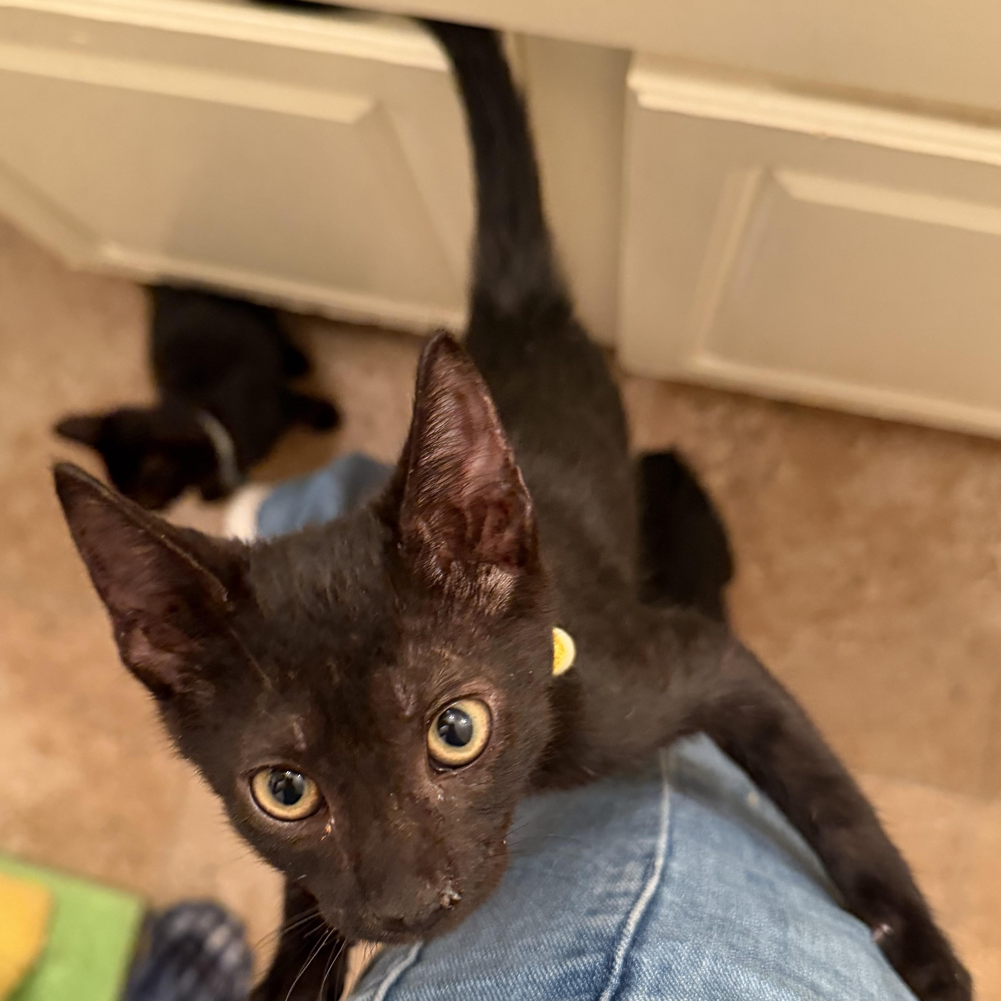 Enlarge Starlight, a Adoptable Domestic Short Hair in Boise, ID image 2/6