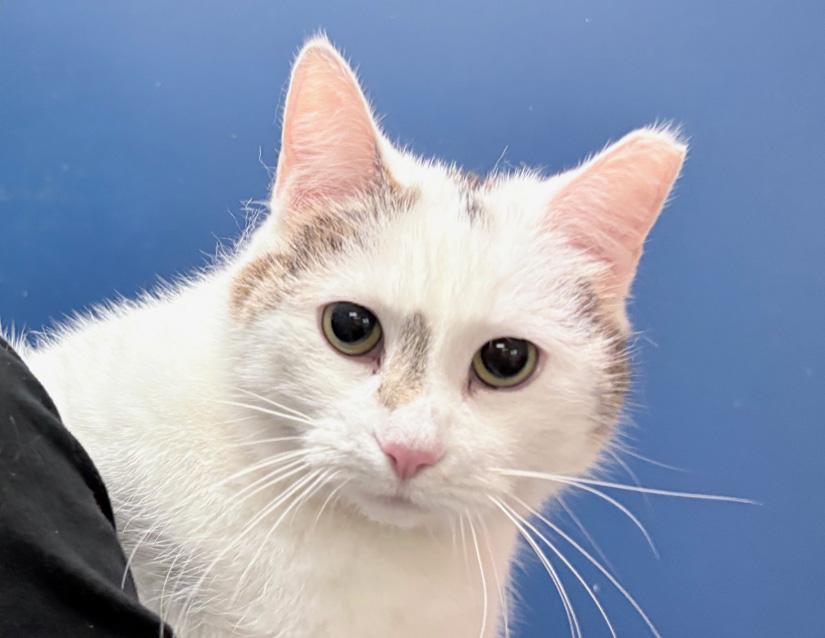 Juno, adopted, Adult Female Domestic Short Hair.