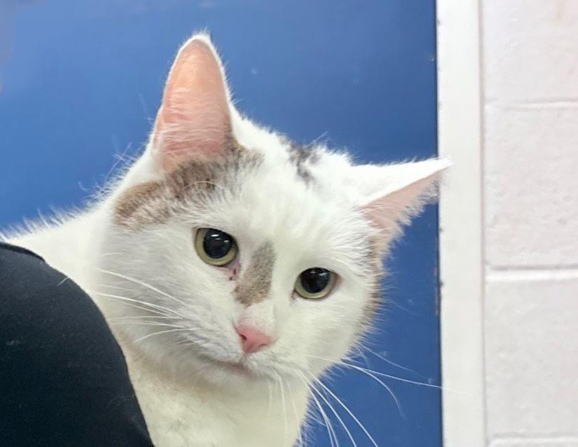 Juno, an adopted Domestic Short Hair in Columbus, IN image 2/2