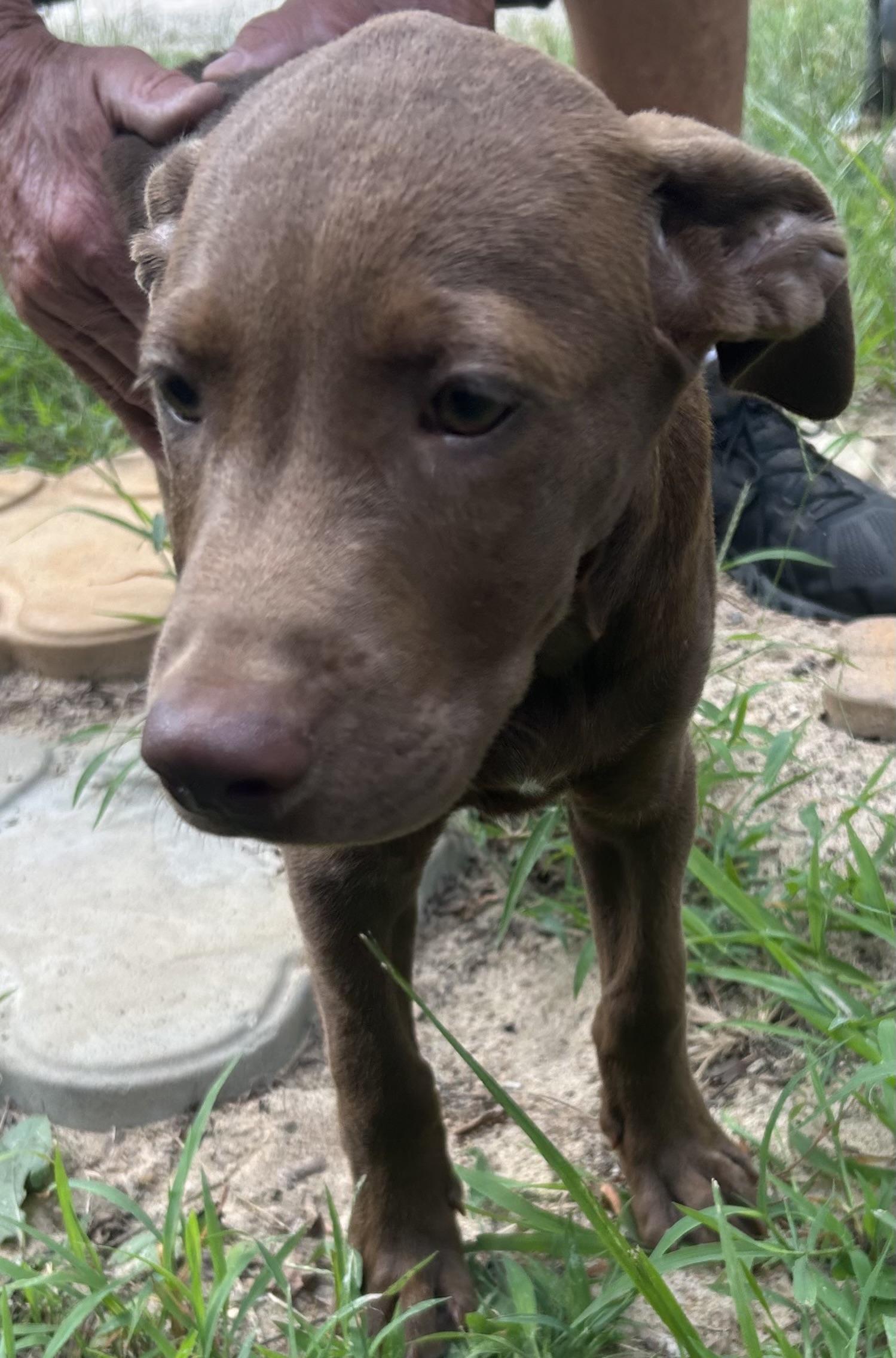 Enlarge Buzz, an adopted Chocolate Labrador Retriever in Pine Bluff, AR image 2/2
