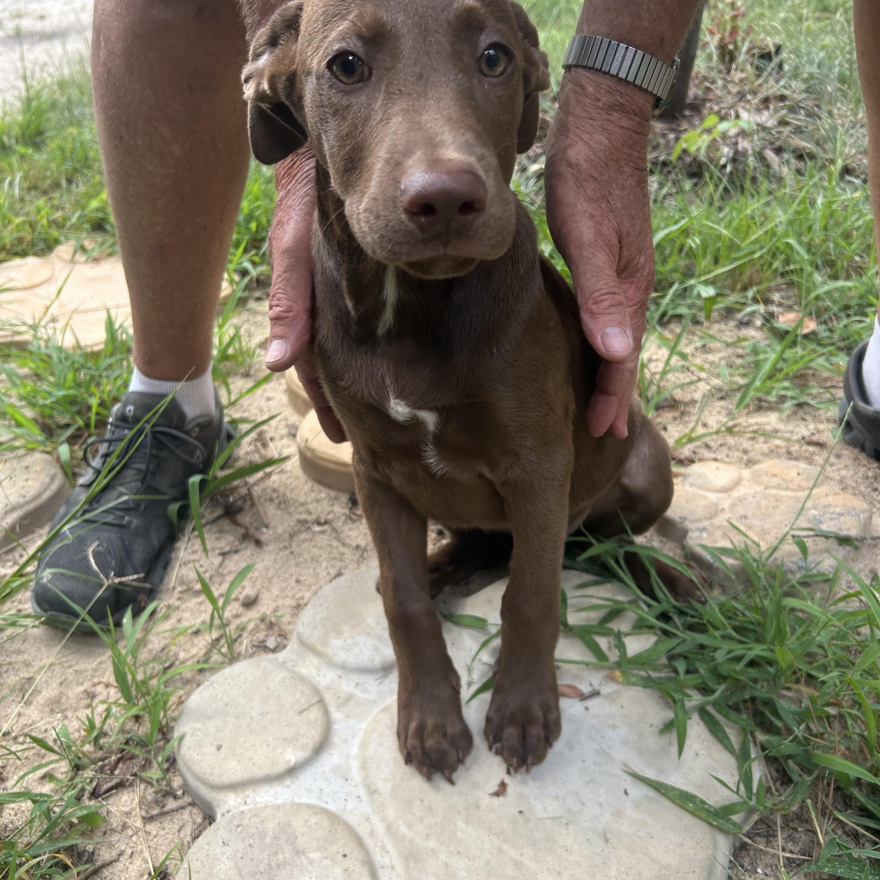 Enlarge Buzz, an adopted Chocolate Labrador Retriever in Pine Bluff, AR image 1/2