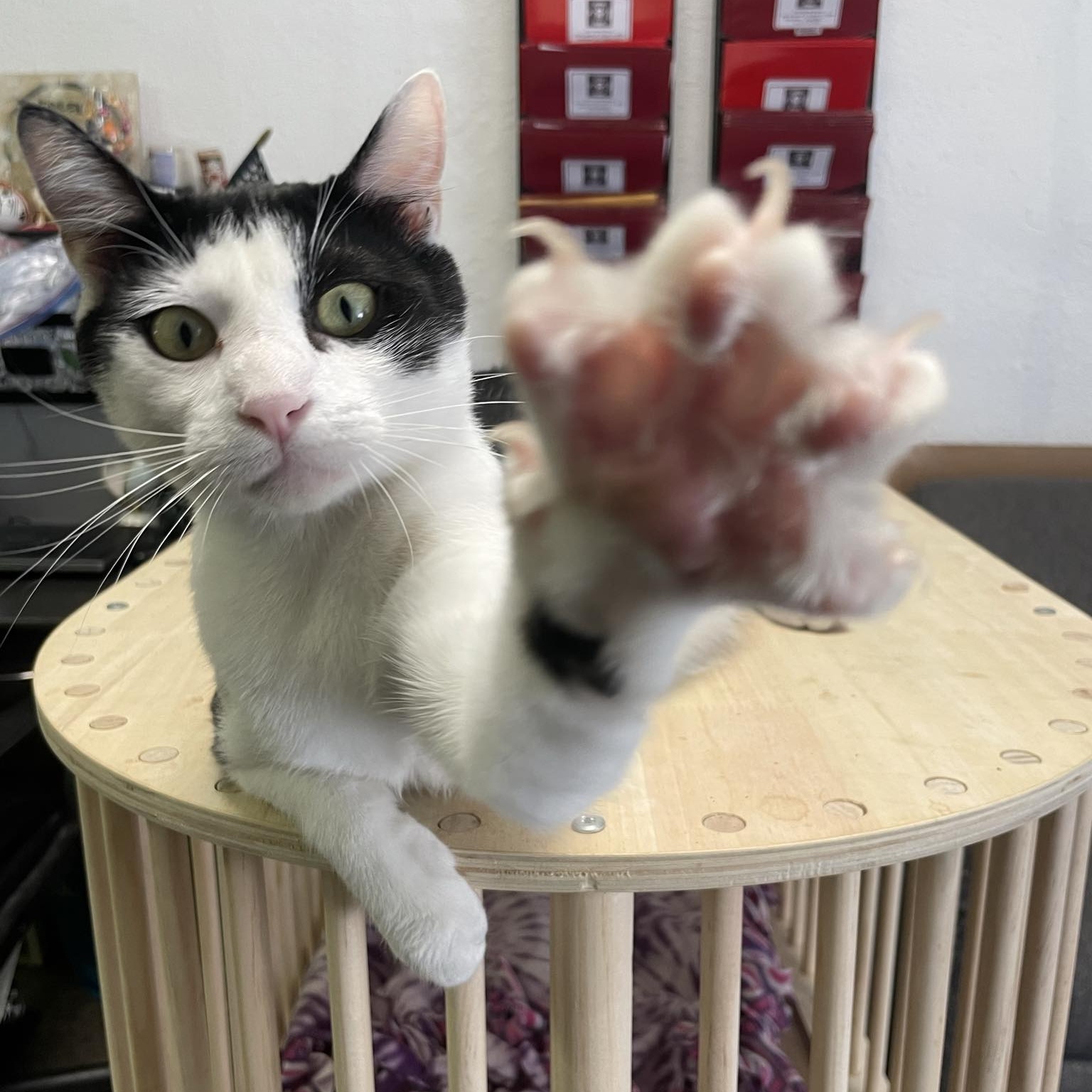Mooshu photo 2