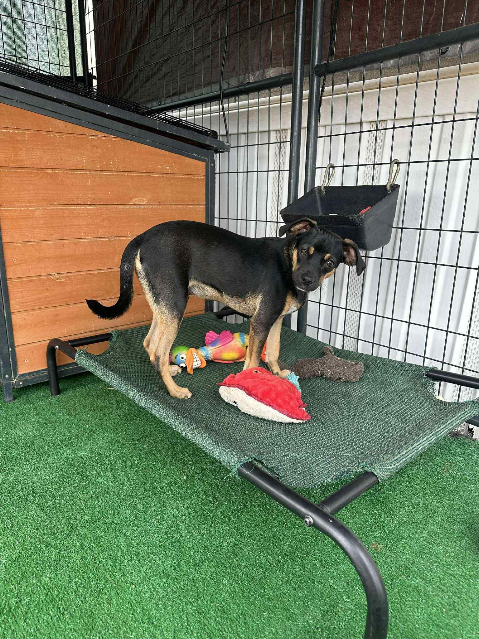 Soldier, a Adoptable mixed breed in Blue Bell, PA image 3/6