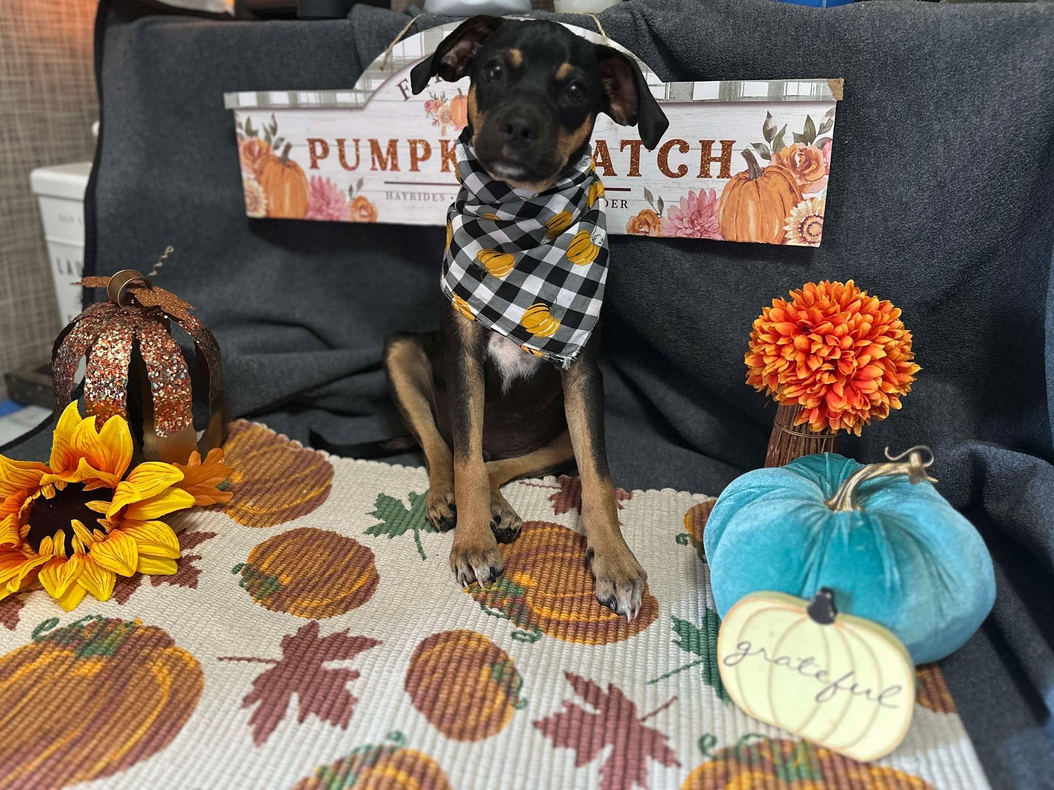 Enlarge Soldier, a Adoptable mixed breed in Blue Bell, PA image 2/5