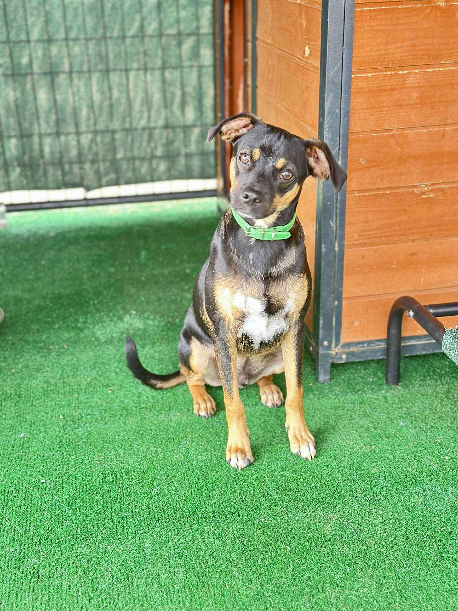Soldier, a Adoptable mixed breed in Blue Bell, PA image 1/6