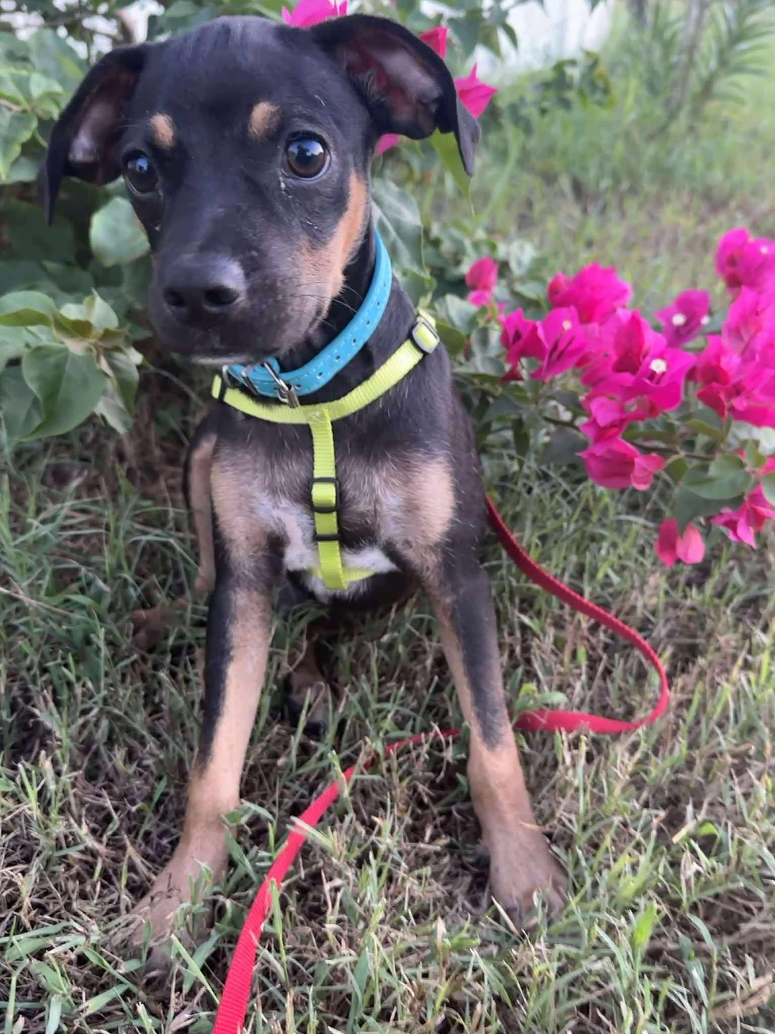 Soldier, Adoptable, Puppy Male Miniature Pinscher.