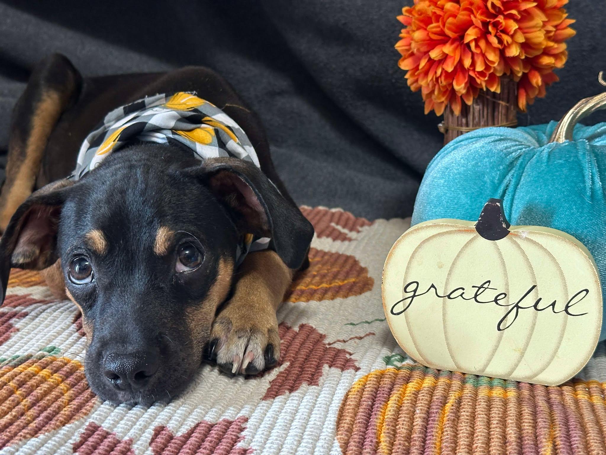 Enlarge Soldier, a Adoptable mixed breed in Blue Bell, PA image 3/5