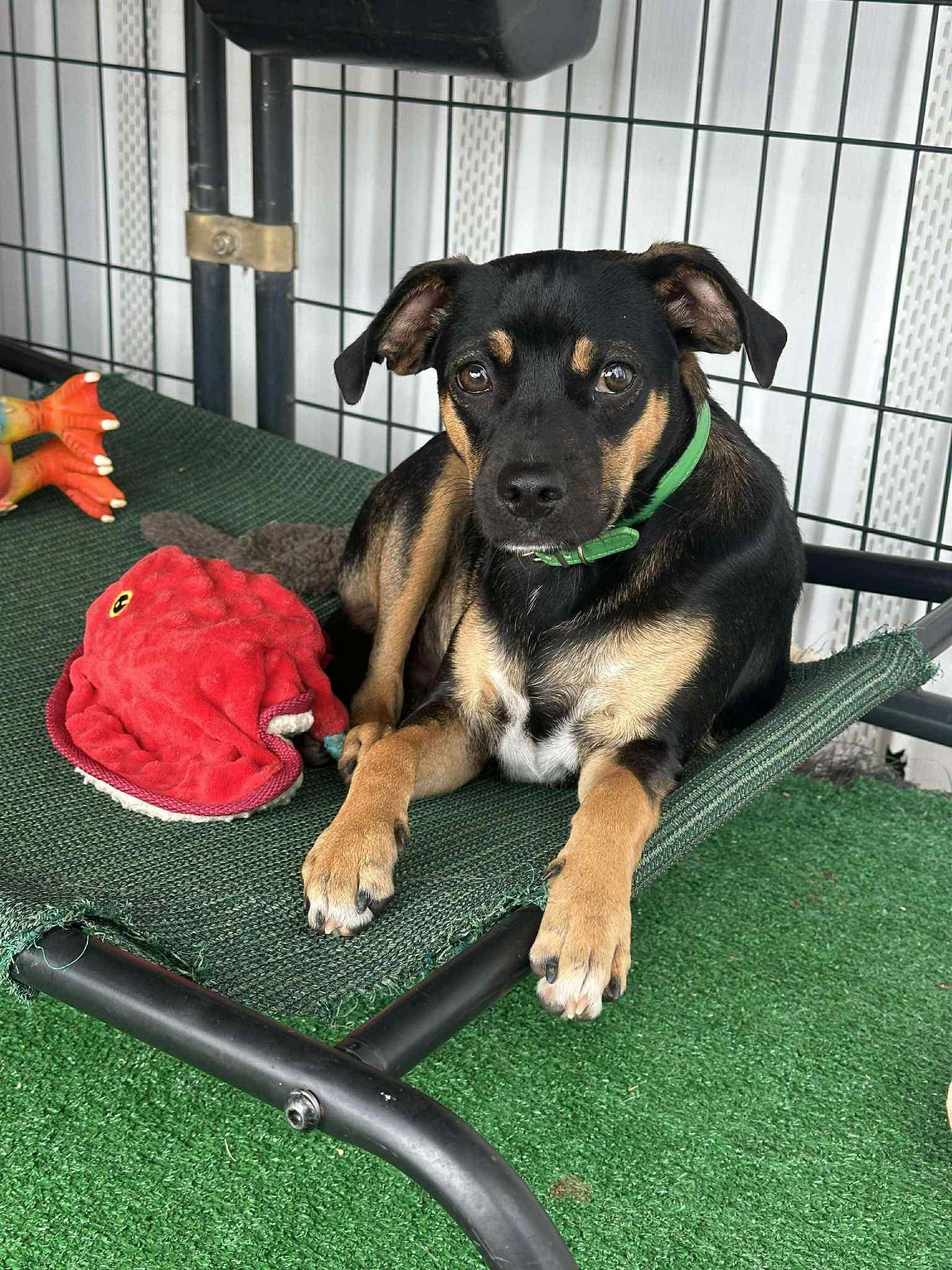 Soldier, a Adoptable mixed breed in Blue Bell, PA image 2/6