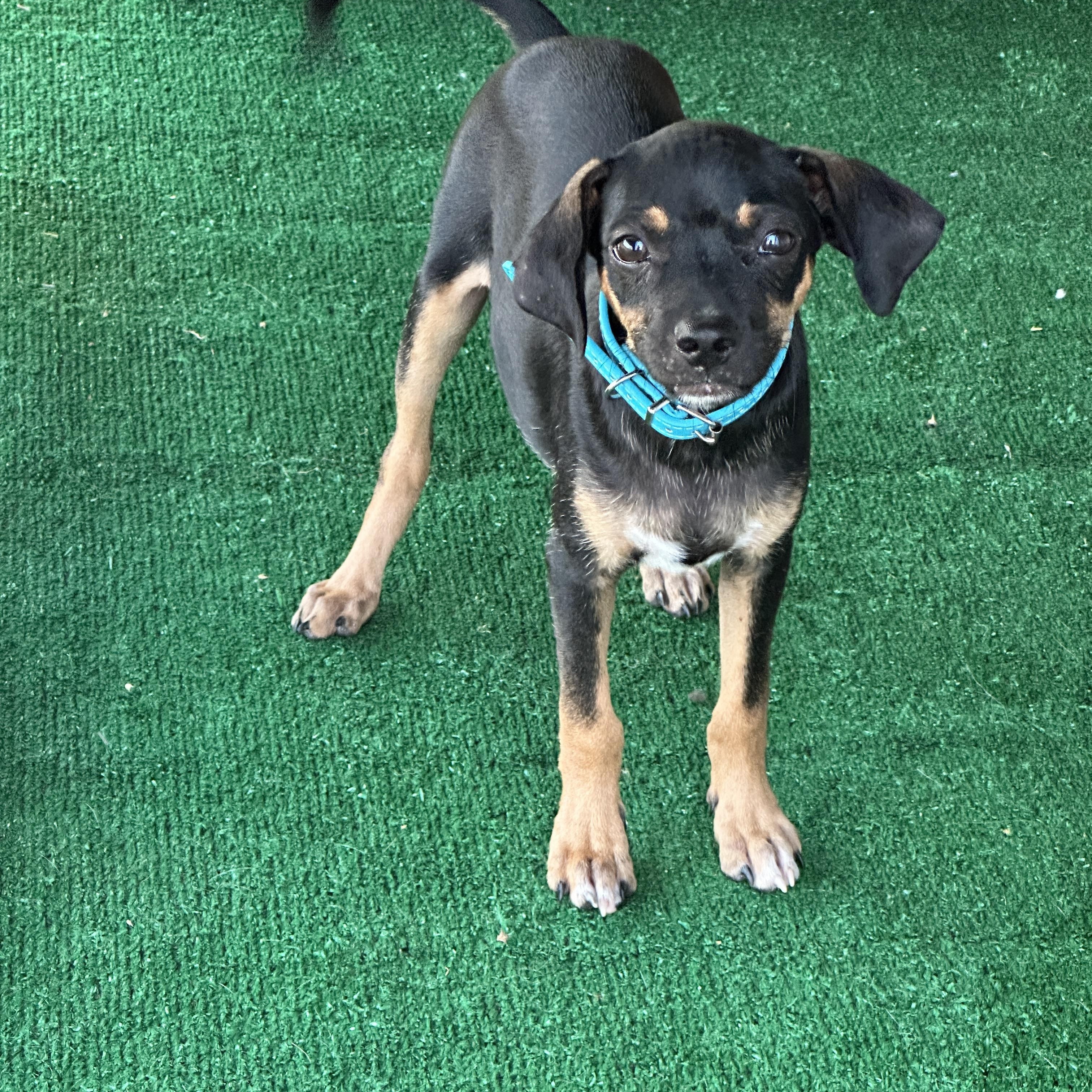 Enlarge Soldier, a Adoptable mixed breed in Blue Bell, PA image 4/5