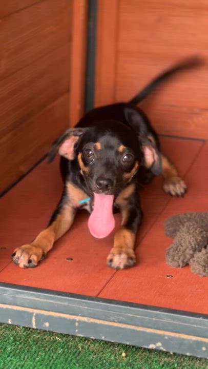 Enlarge Soldier, a Adoptable mixed breed in Blue Bell, PA video 5/5