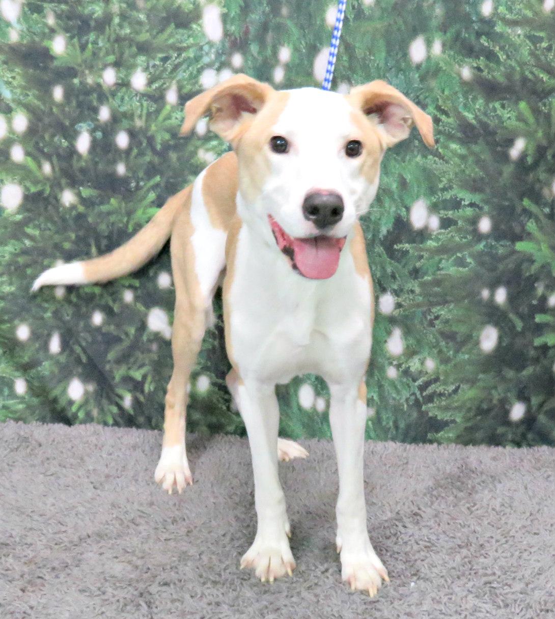 Enlarge Josh, an adoptable mixed breed in Lexington, VA image 1/3