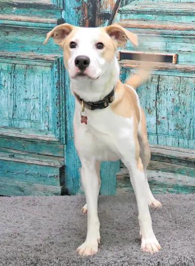 Enlarge Josh, an adoptable mixed breed in Lexington, VA image 2/3