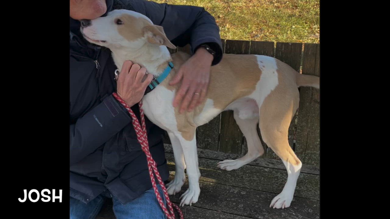 Enlarge Josh, an adoptable mixed breed in Lexington, VA video 3/3