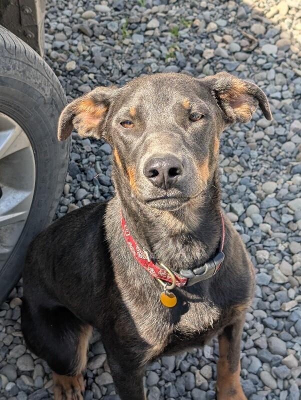 Debo, Adoptable, Adult Male Doberman Pinscher.