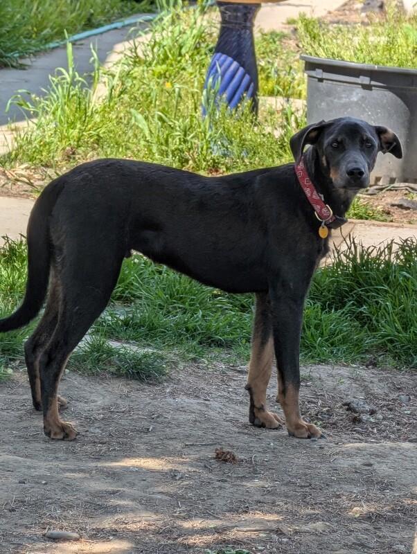 Enlarge Debo, a Adoptable mixed breed in renton, WA image 2/6