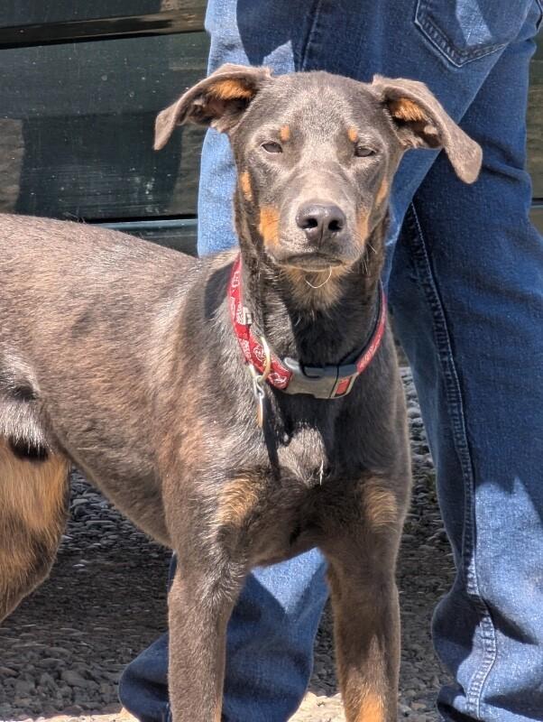 Enlarge Debo, a Adoptable mixed breed in renton, WA image 3/6