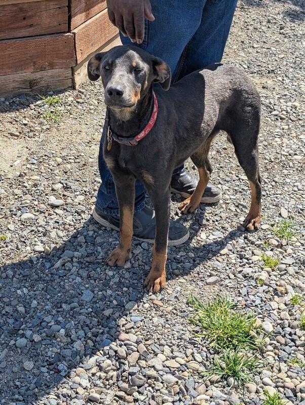 Enlarge Debo, a Adoptable mixed breed in renton, WA image 4/6