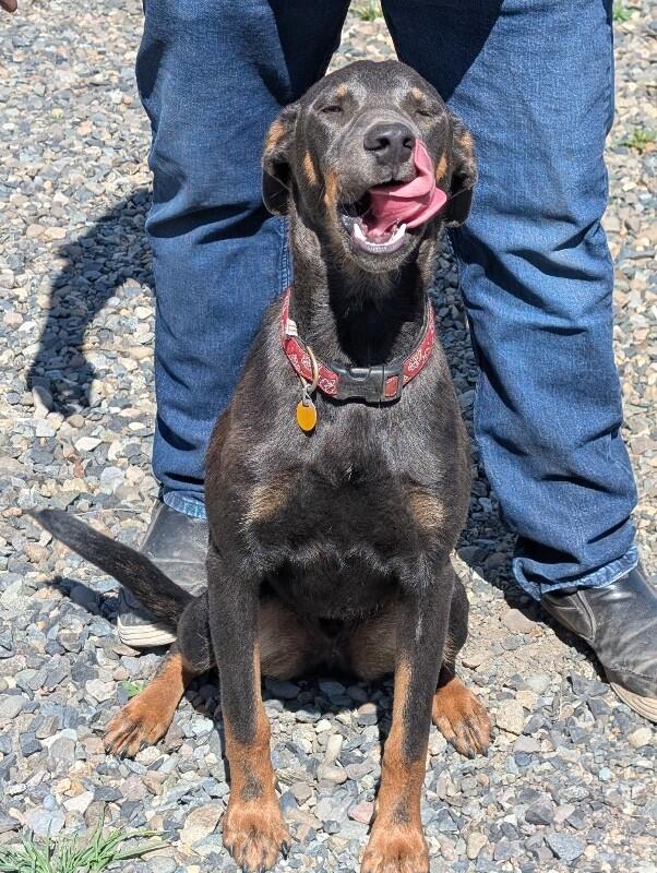 Enlarge Debo, a Adoptable mixed breed in renton, WA image 5/6