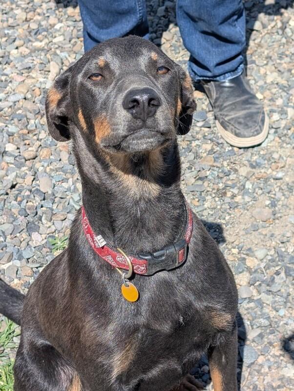 Enlarge Debo, a Adoptable mixed breed in renton, WA image 6/6