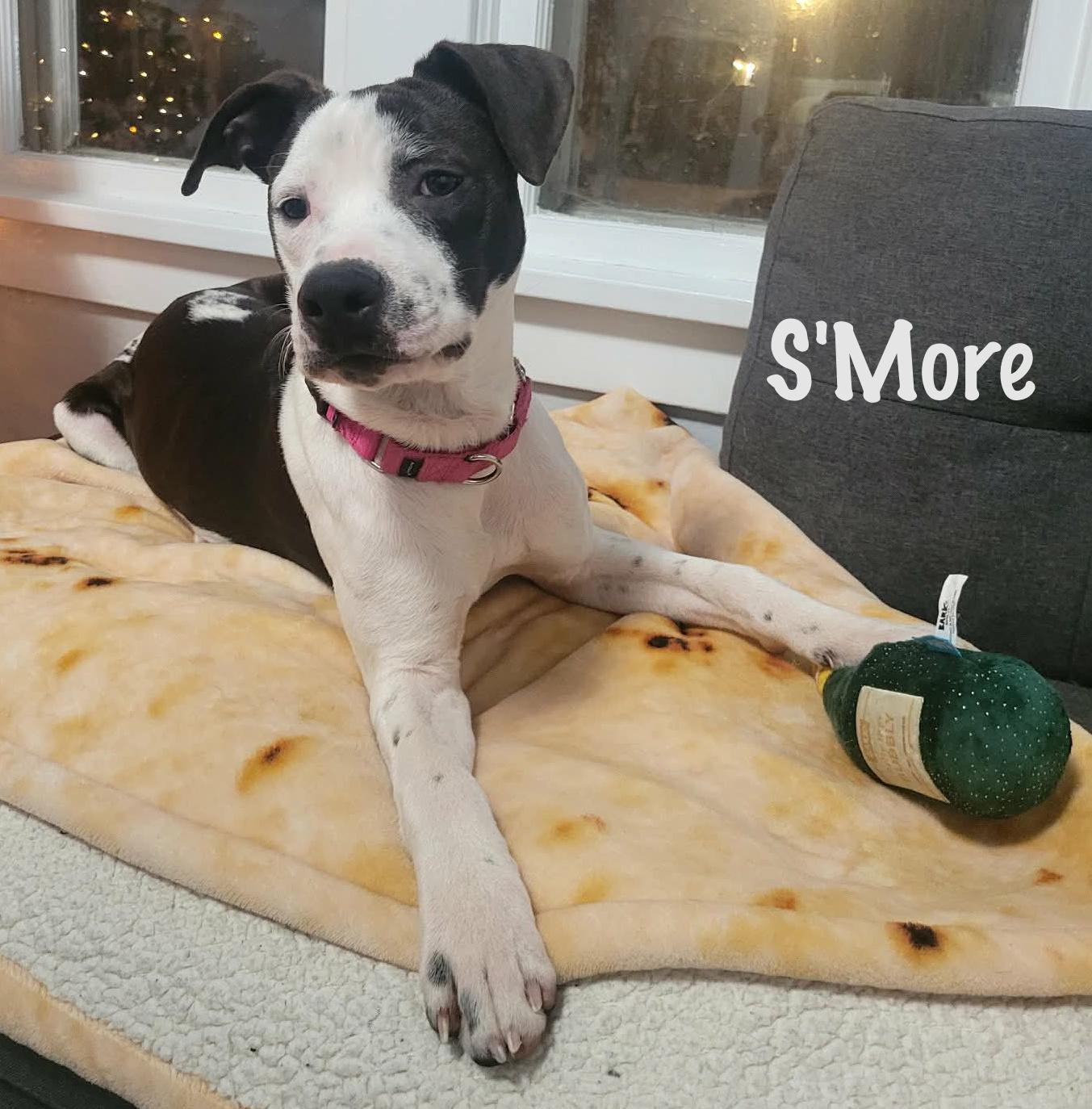 S'more, Adoptable, Young Male Mixed Breed.