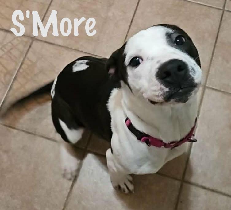Enlarge S'more, a Adoptable Mixed Breed in Elburn, IL image 6/6