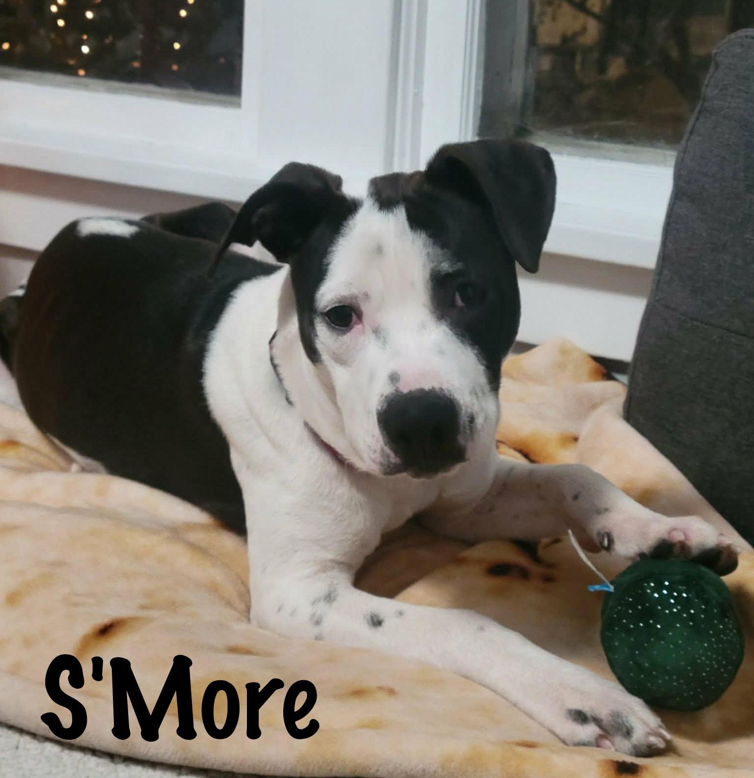 Enlarge S'more, a Adoptable Mixed Breed in Elburn, IL image 4/6