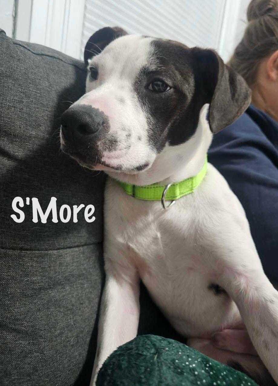 S'more — thumbnail 4