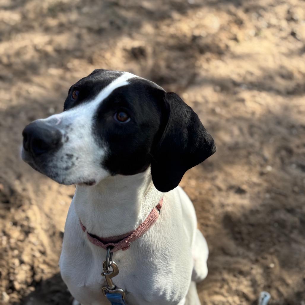 Martini, Adoptable, Adult Female Mixed Breed.