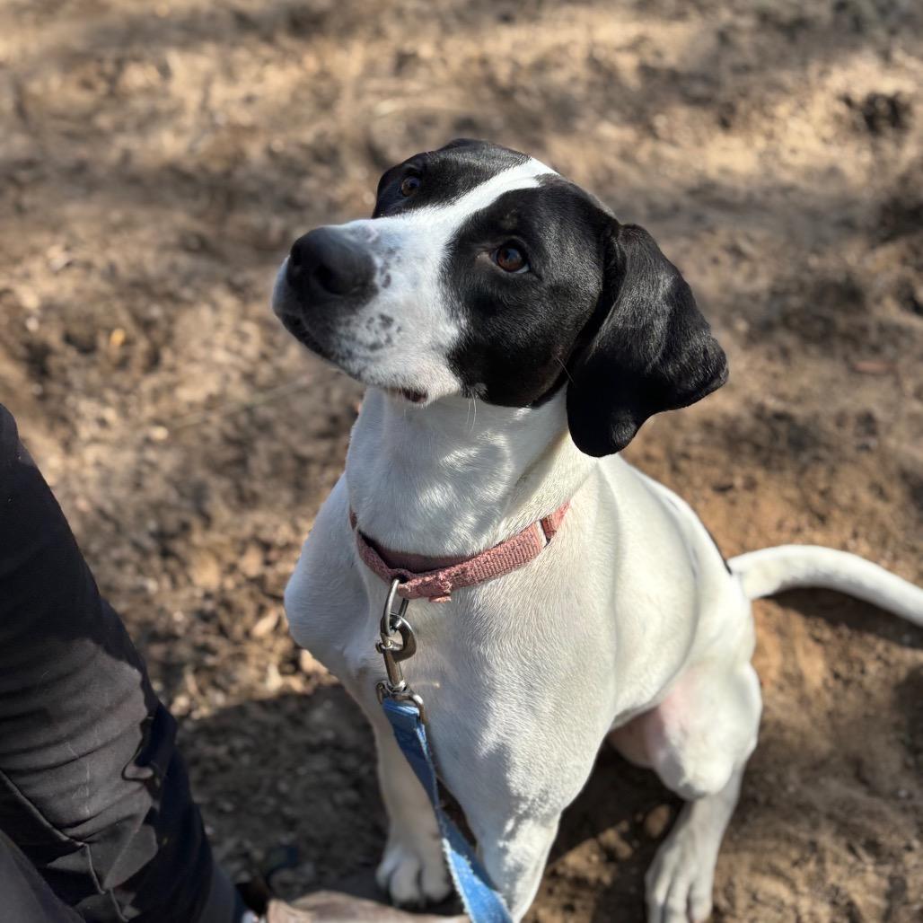 Enlarge Martini, a Adoptable Mixed Breed in Pensacola, FL image 2/6