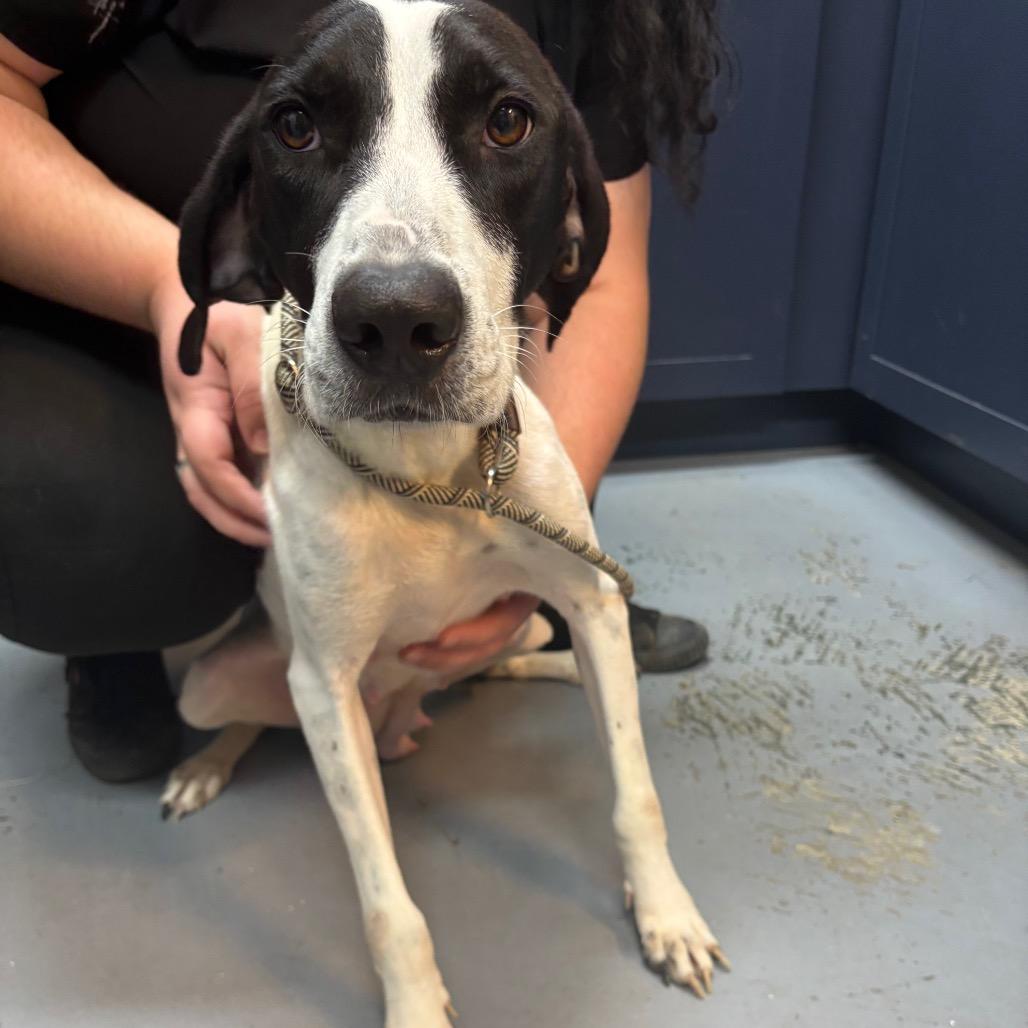 Enlarge Martini, a Adoptable Mixed Breed in Pensacola, FL image 3/6